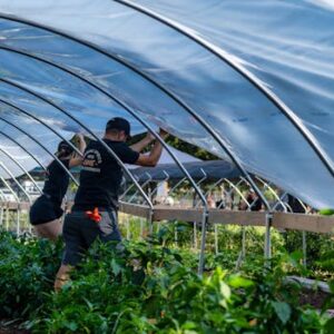 Workers set up a greenhouse tunnel on a farm, preparing for plant growth.